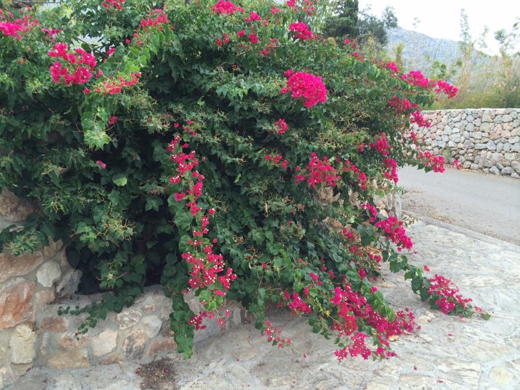 פוינסה Jardi De Papallones מראה חיצוני תמונה